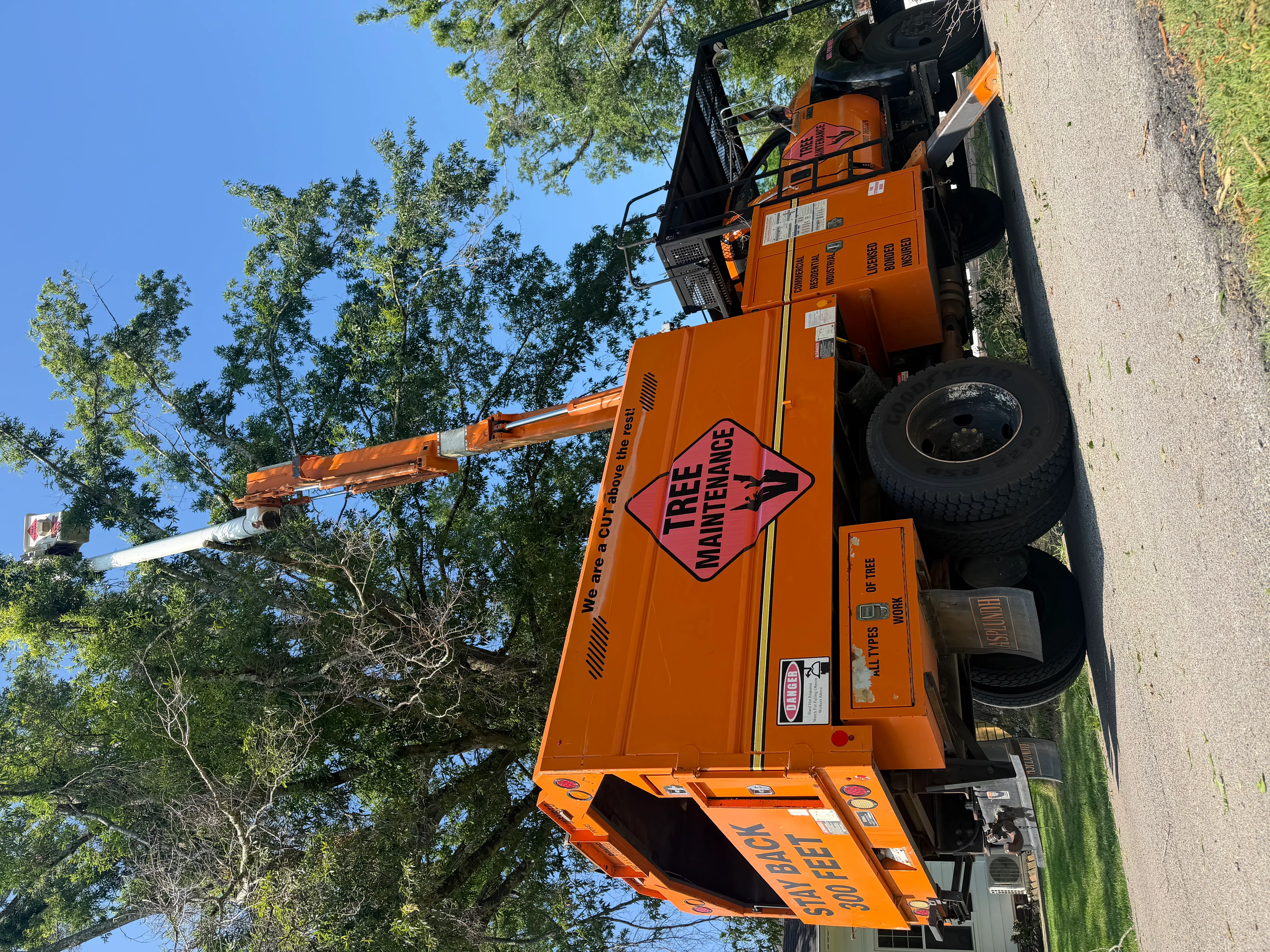 Orange bucket truck with extended boom removing tree limbs from tall oak tree