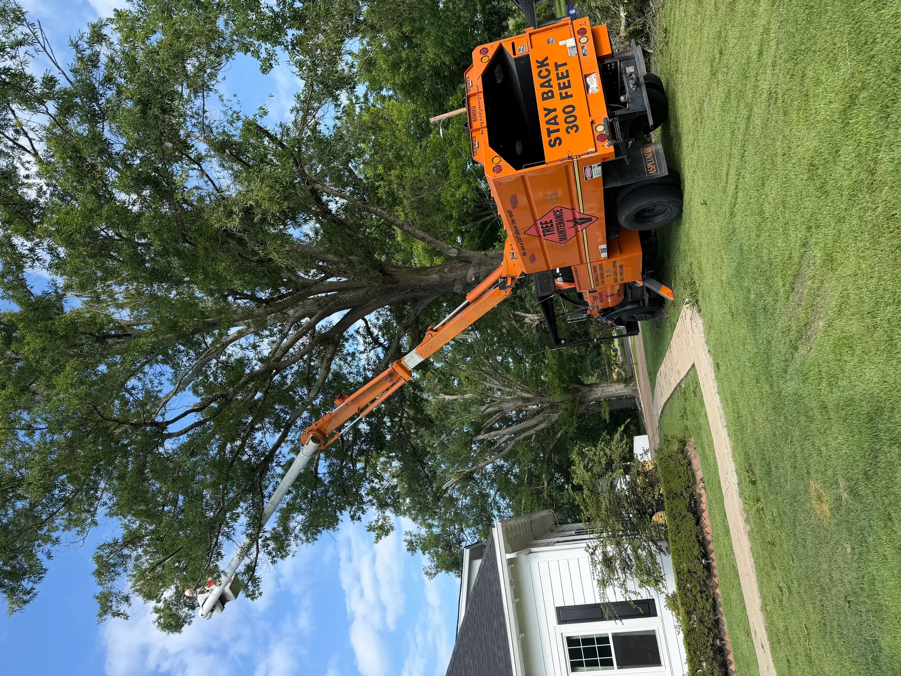 Orange bucket truck with extended boom removing large tree near residential home